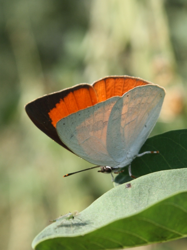 Indian Sunbeam